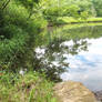 Reflections on the pond 1