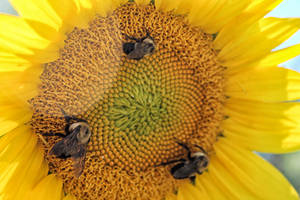 Tiny pollinator in training