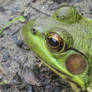 Green frog