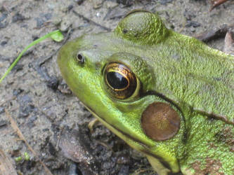 Green frog