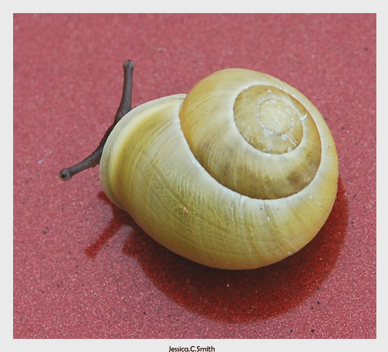 snail - 2