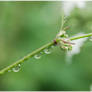 Raindrops - 1