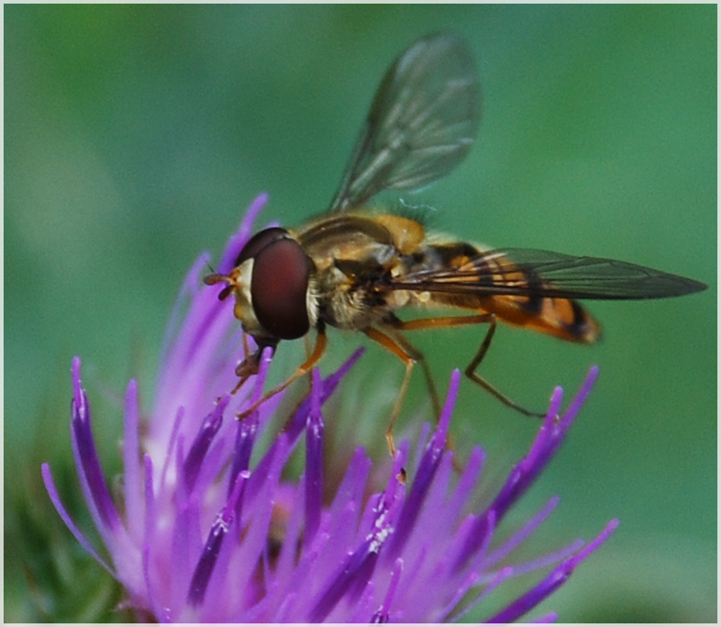 Hoverfly - 10