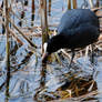 Coot - 1