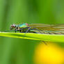 damsel fly - 13