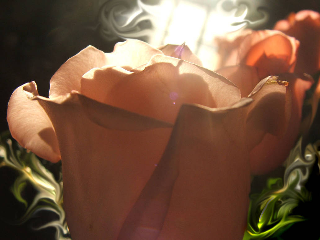 wispy rose by moonlight1814 on DeviantArt