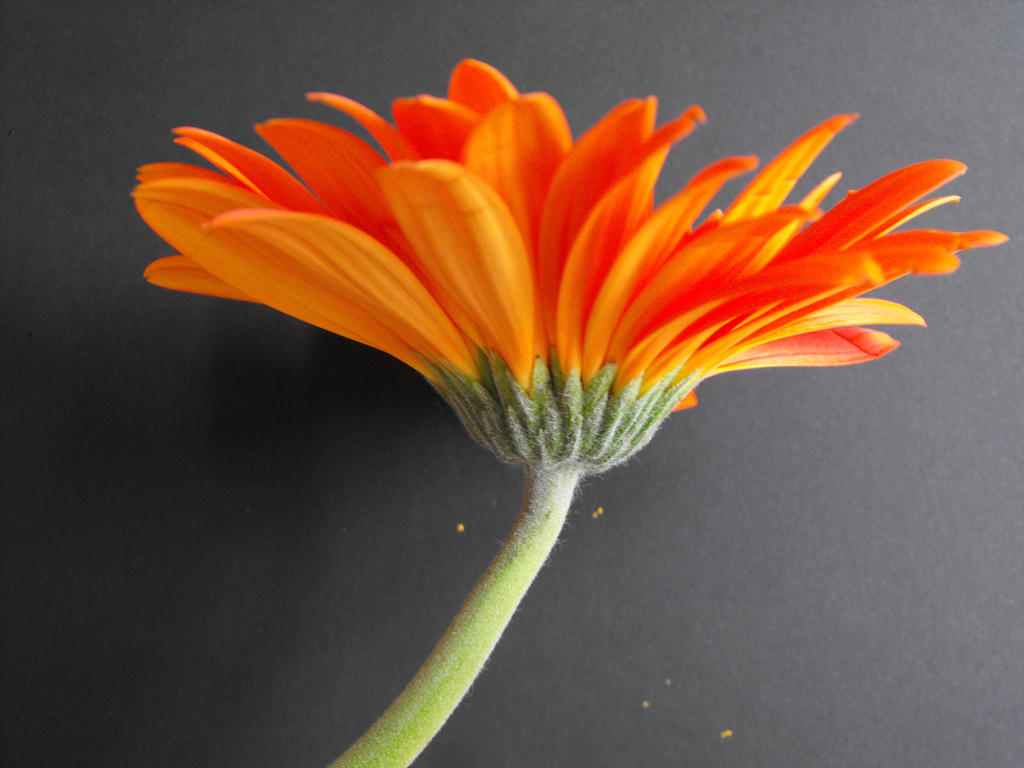 Flower study Gerbera 003