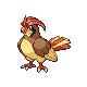 Pidgeotto