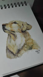 Golden Retriver watercolour