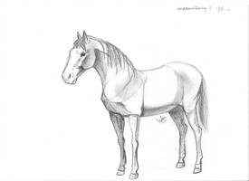 First try on a realistic horse