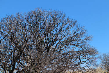 Coral Trees