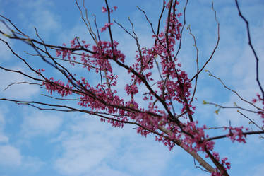 Cherry Blossoms 3