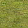 Seamless texture - Grass #8