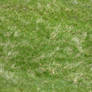 Seamless texture - Grass #2