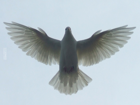 Pigeon Fly