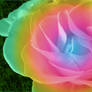 rmysticrainbow rose