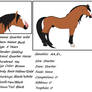 AQHA ~ Quarter Wild