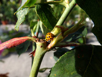 Peaceful Ladybug