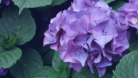 Purple Hydrangeas