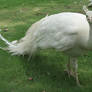 111 - Albino peacock