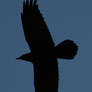 119 - Crow