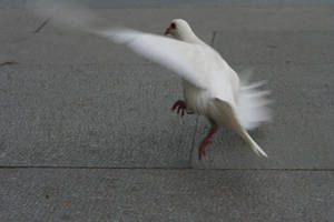 108 - Pigeon in flight