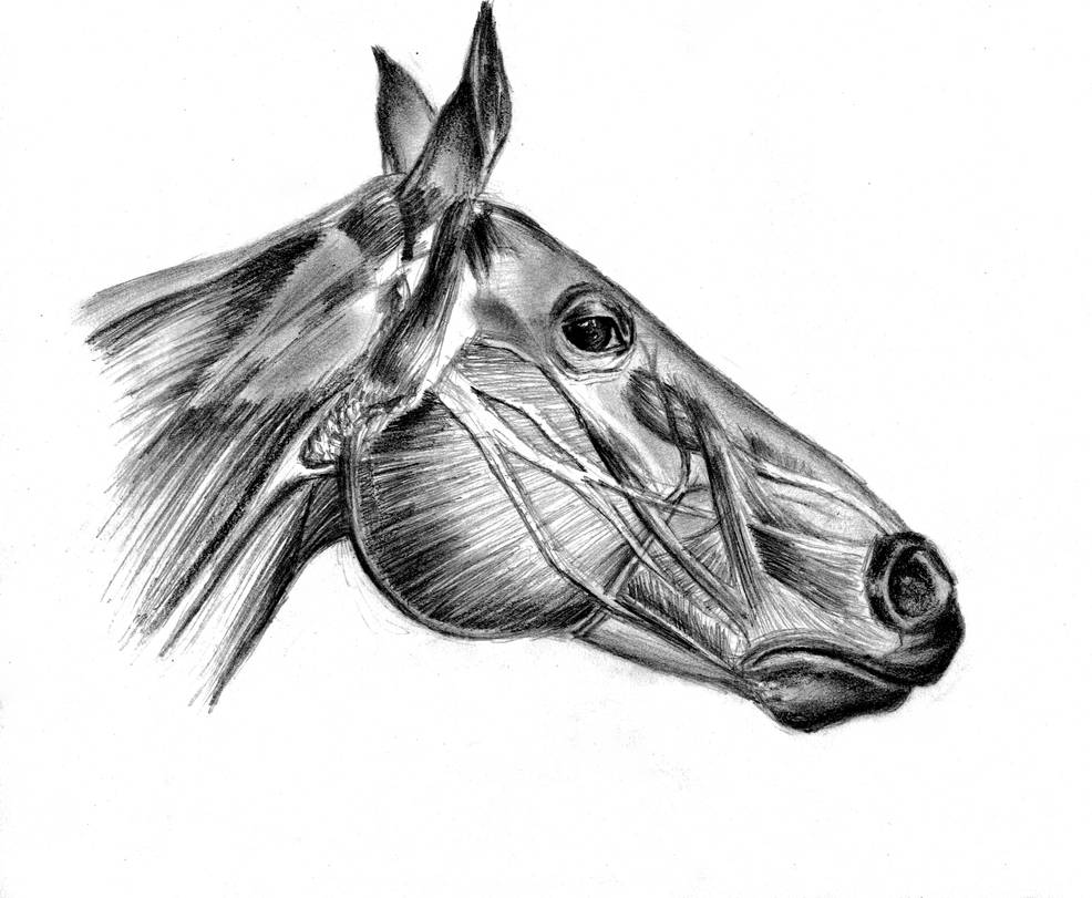 Horse Anatomy Sketch By MegaDrawer02 On DeviantArt horse-anatomy-sketch-by-megadrawer02-on-deviantart