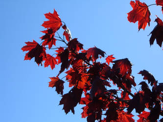The Red Maple Tree
