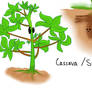 plants - cassava (Indonesian Plant)