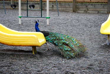 peacock in the playground