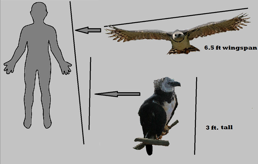 harpy eagle size comparison by king-ocelot-claws on DeviantArt