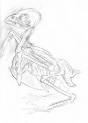 Sparrow skeleton sketch