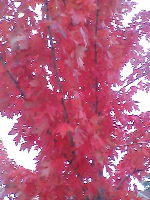 Pink fall leaves