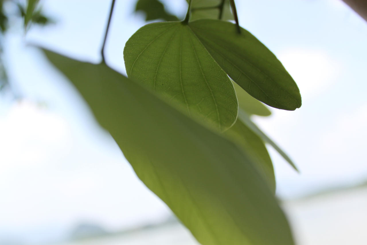 Strangest Leaves