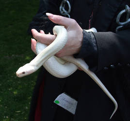 Gandalf the Malfoy snake