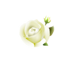 white rose PNG