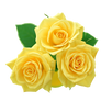 yellow roses PNG