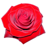 red rose png