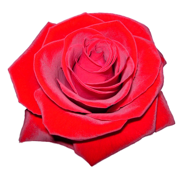 red rose png