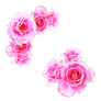 bright pink roses png