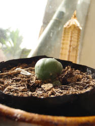 Plants, Seedlings and Flowers