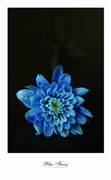 Blue fairy