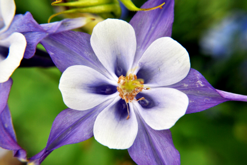 Purple Flower