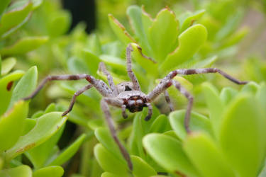 spider that sat on a plant6