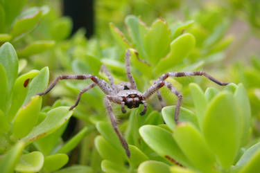 spider that sat on a plant8