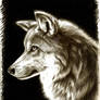 Mexican Wolf Pencil Drawing