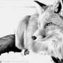 Red Fox in Graphite