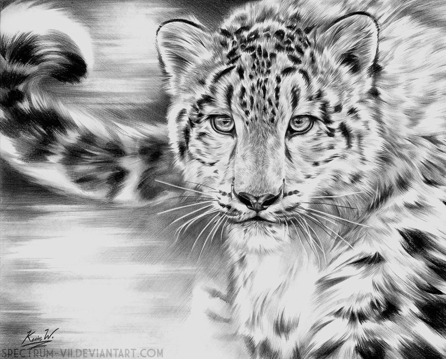 Snow Leopard In Graphite By Spectrum Vii On Deviantart Snow Leopard In Graphite By Spectrum Vii On Deviantart