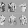 Anatomical Study: Torso