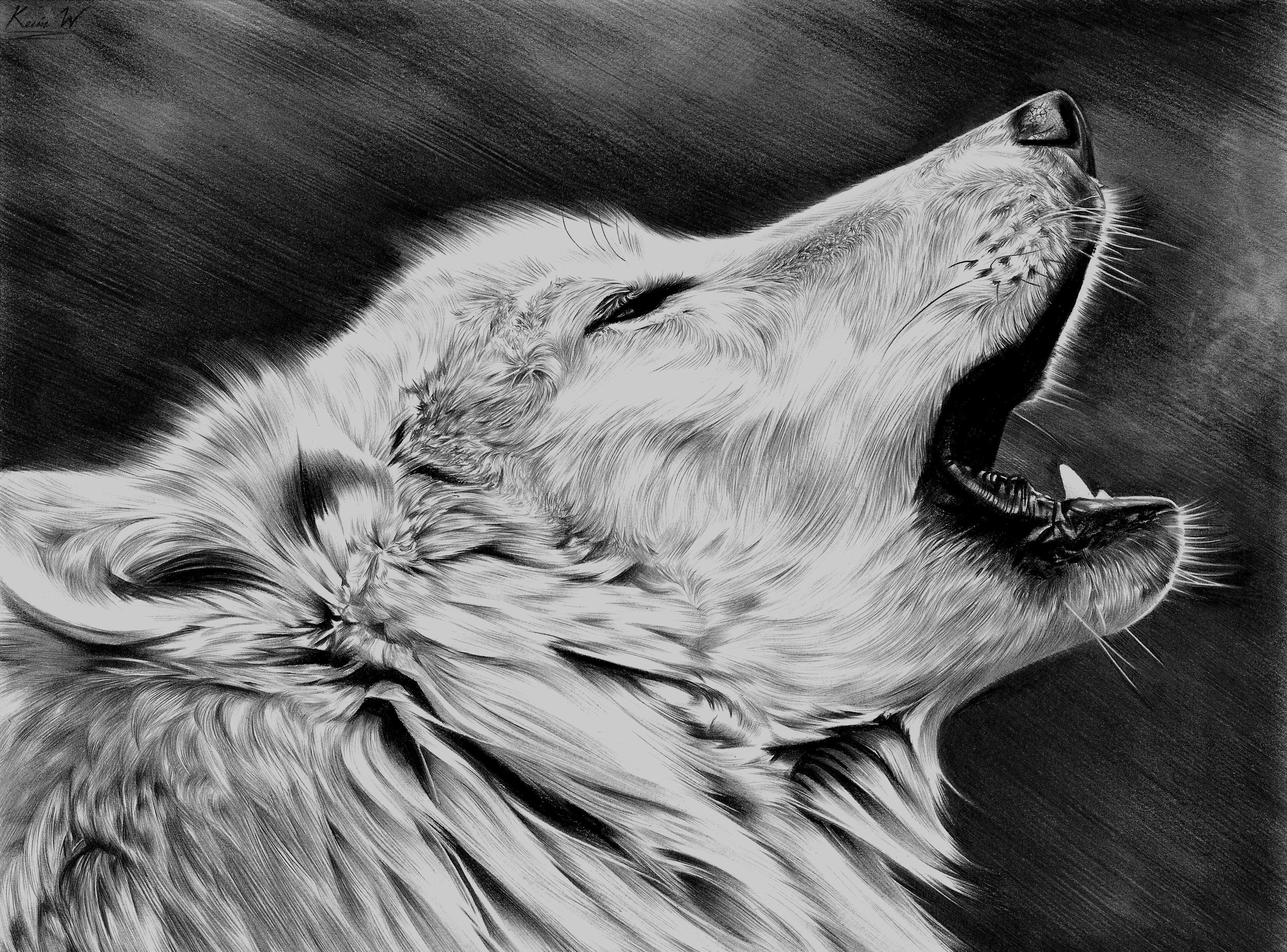 Wolf2